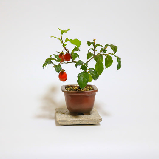 朱色のろうや柿