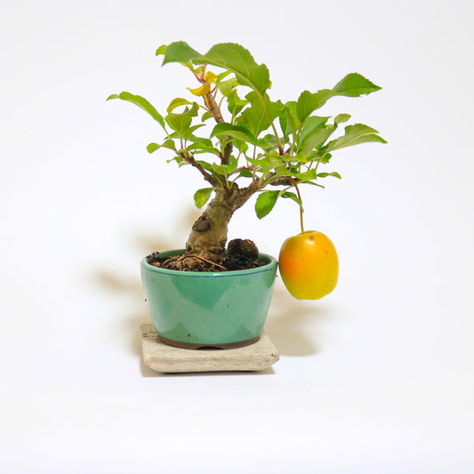 お姫様のりんご 冬あかね