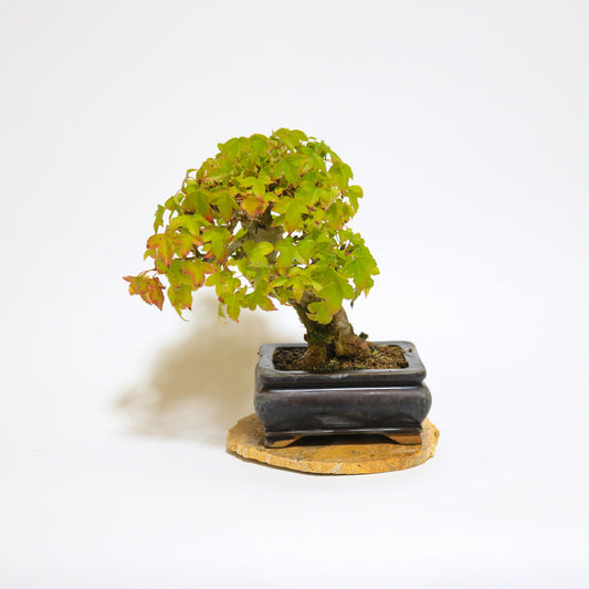 気品が溢れる楓