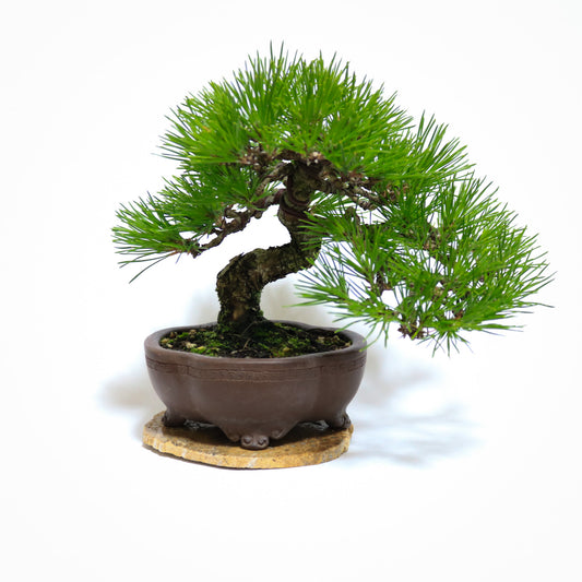 将来有望な男前 黒松