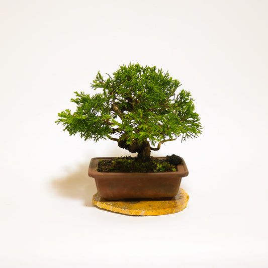 端正な容姿 糸魚川真柏